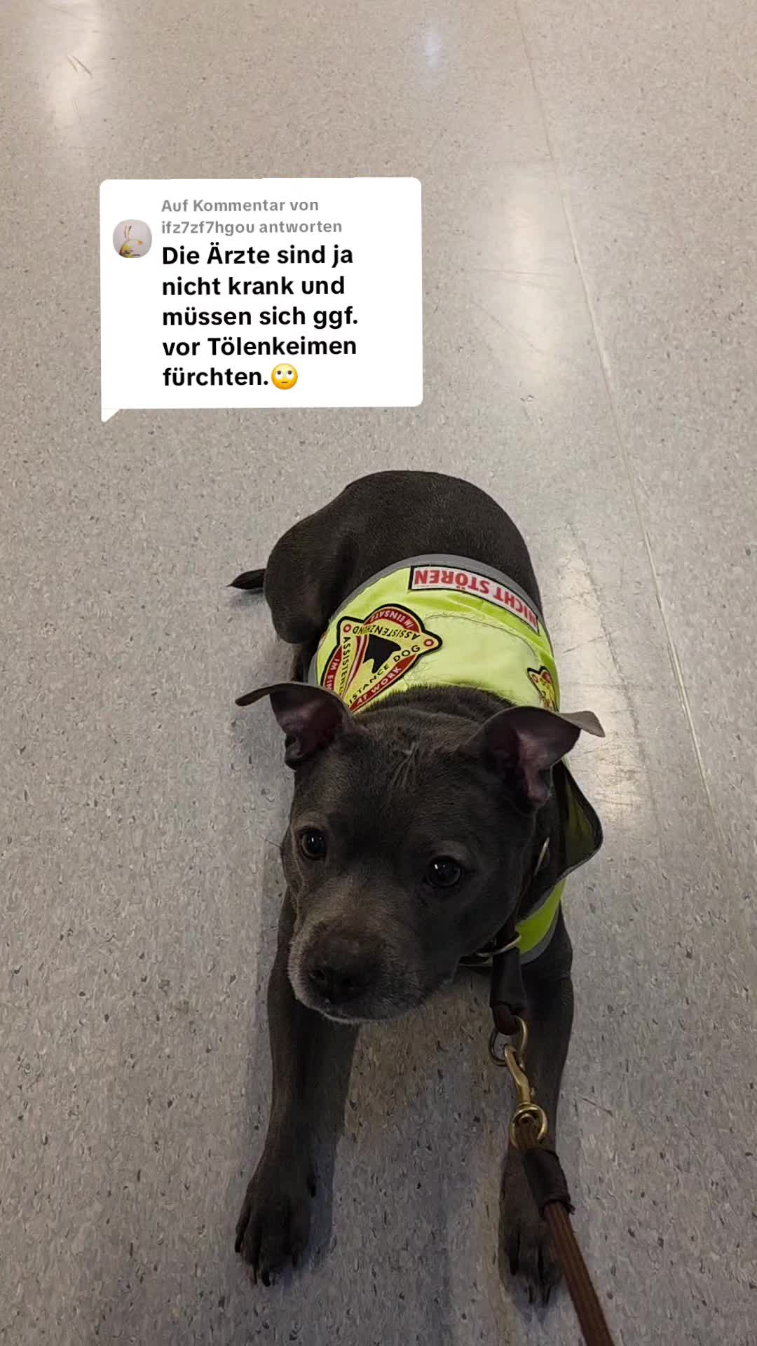 @Zara Alukanija Kiyomi 🐕🐾