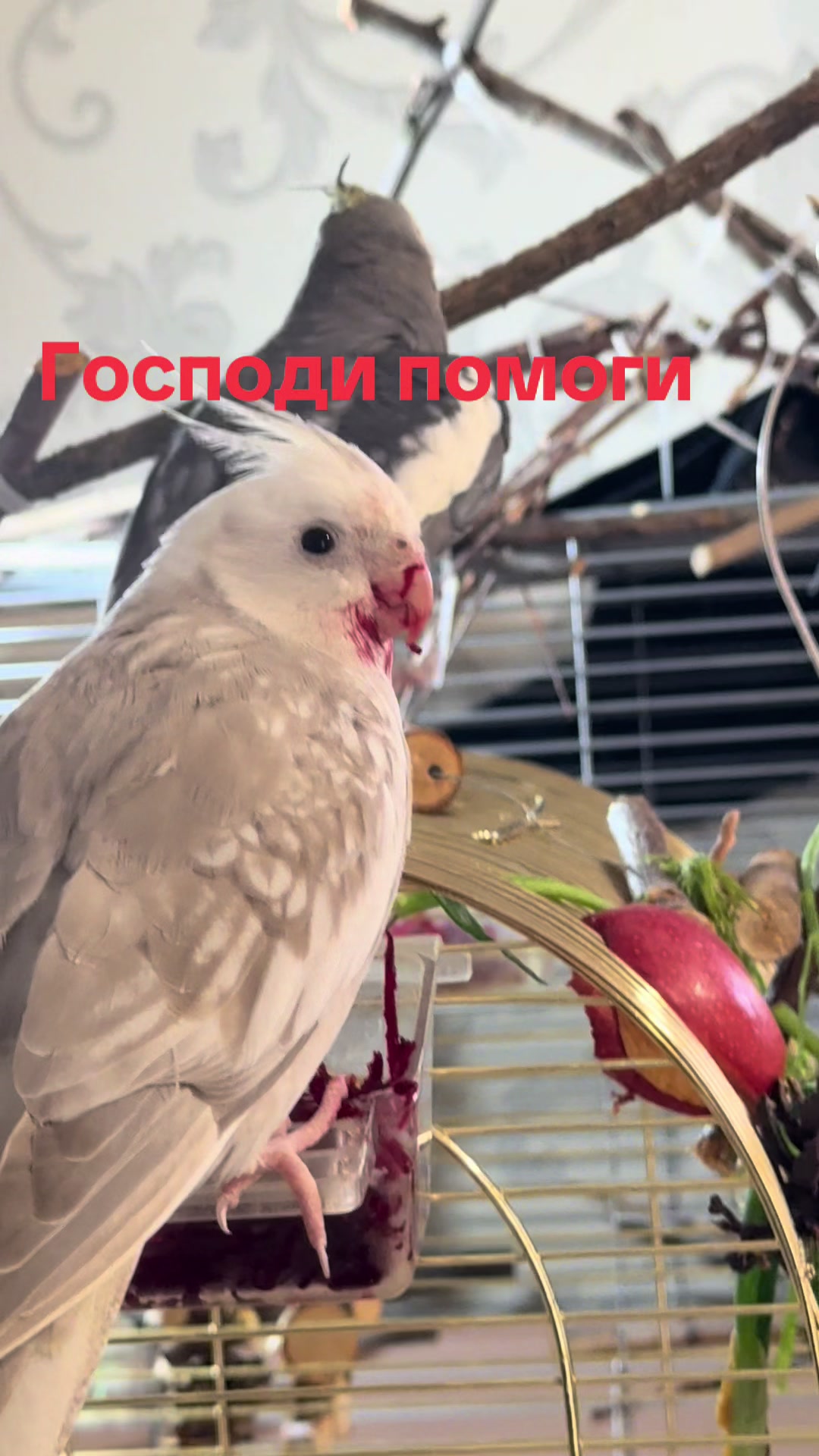@𝓘𝓛𝓐𝓝𝓐 and Lelik