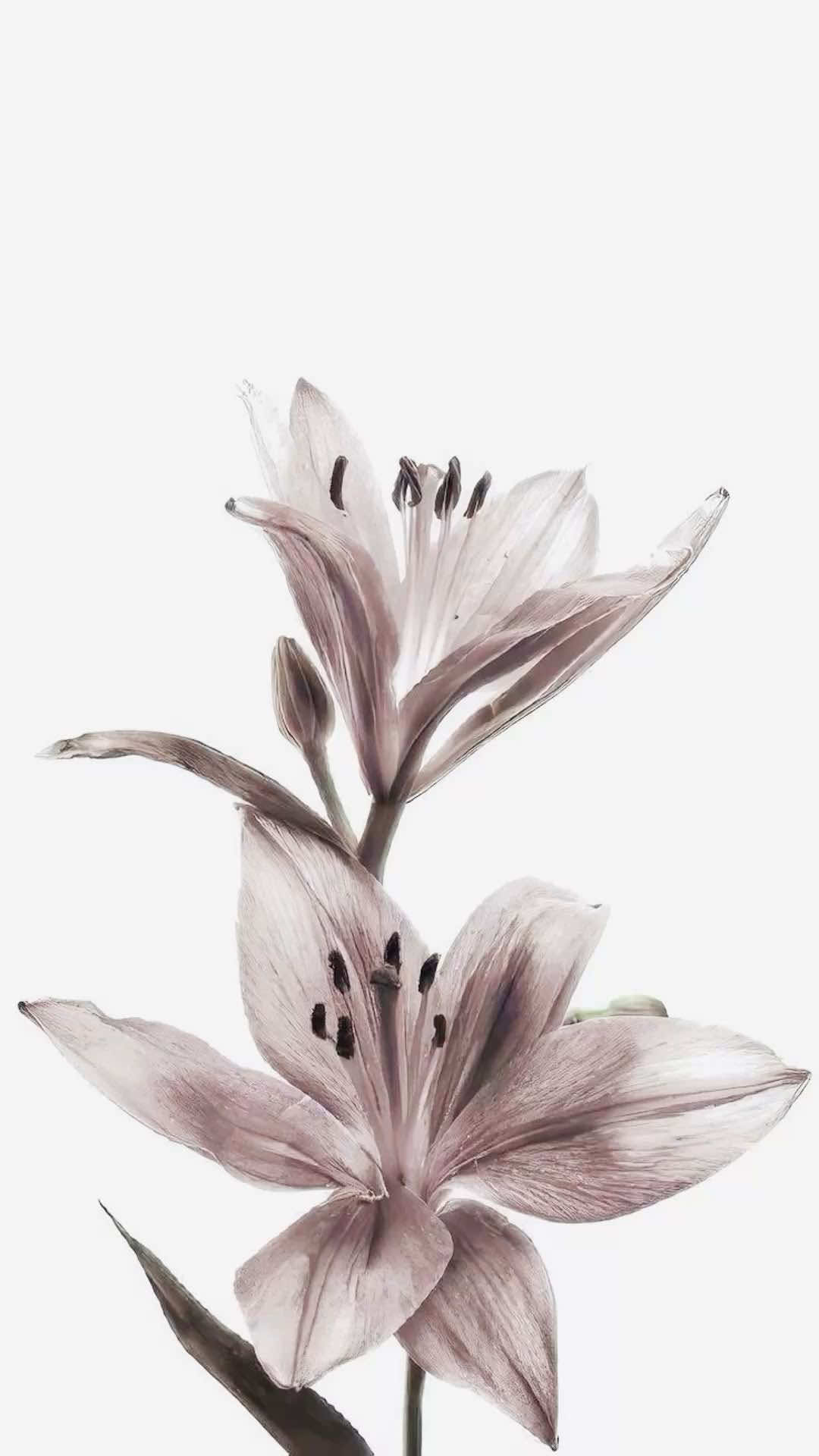@🪽