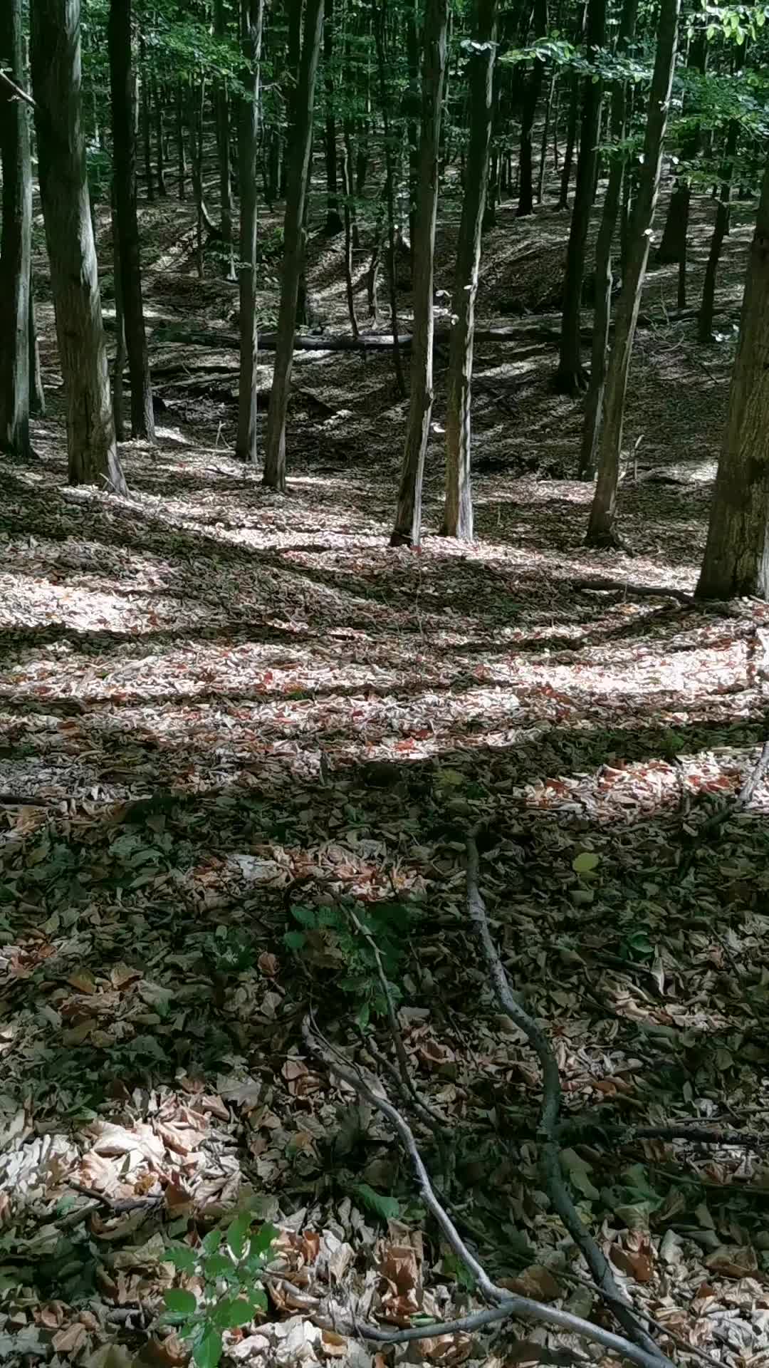 @Awakeningtiger Ébredőtigris