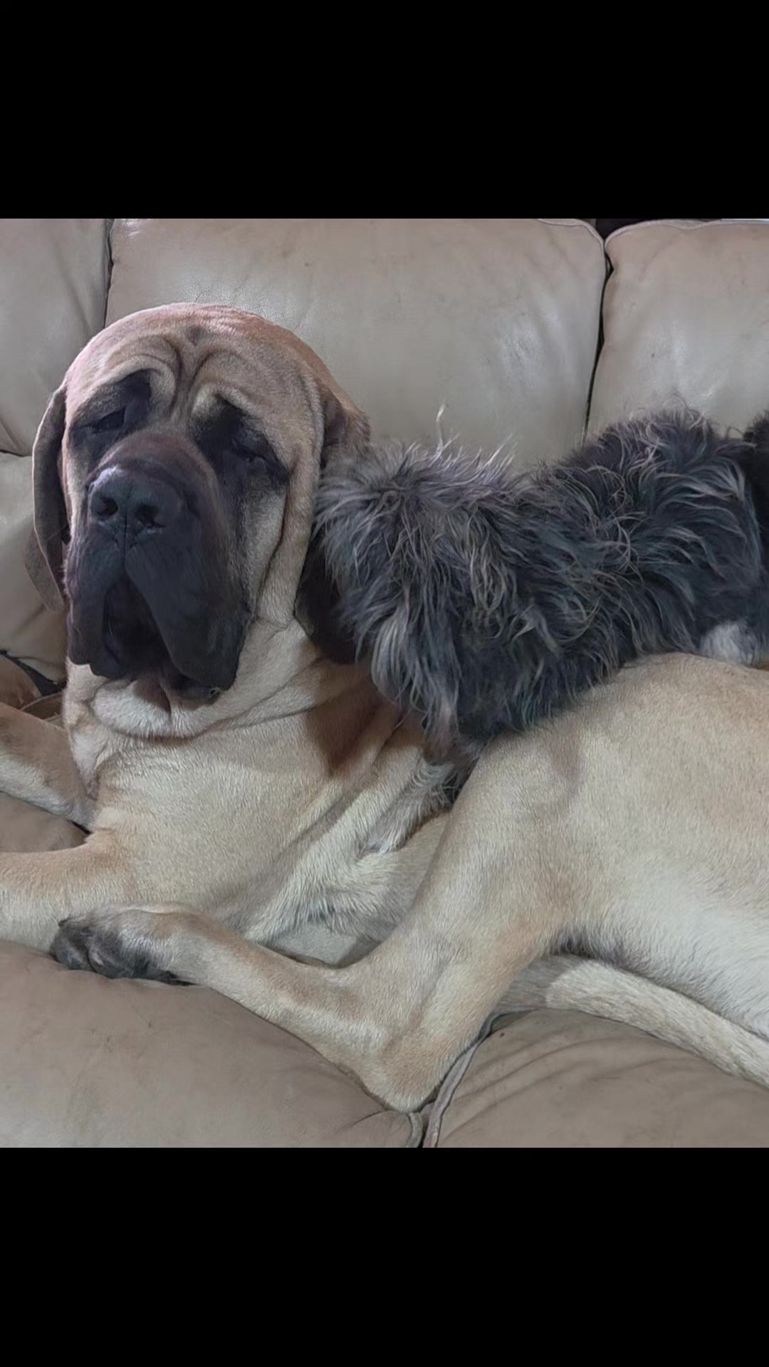 @Maple Mastiffs