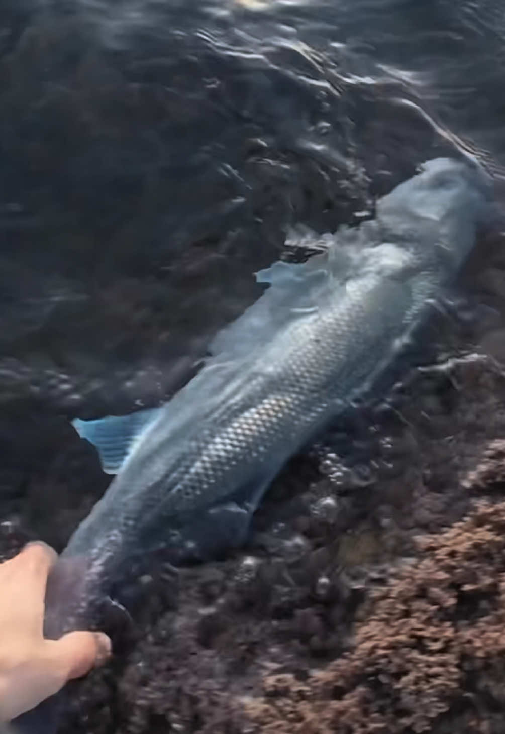 @GRXfishing