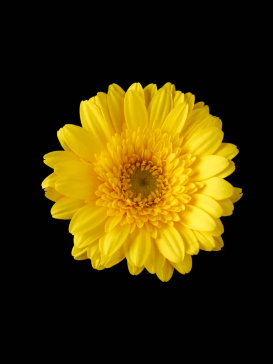 @𝐋𝐲𝐧𝐱.