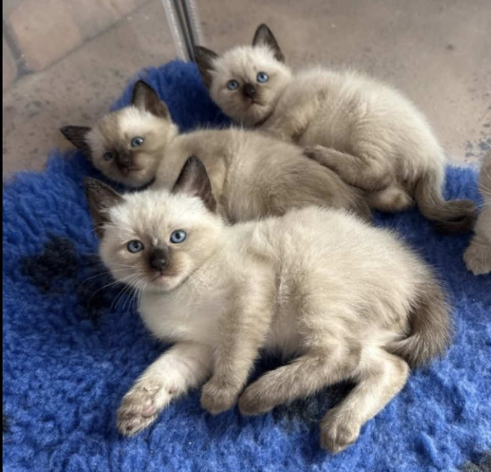 @𝐏𝐚𝐫𝐢𝐬