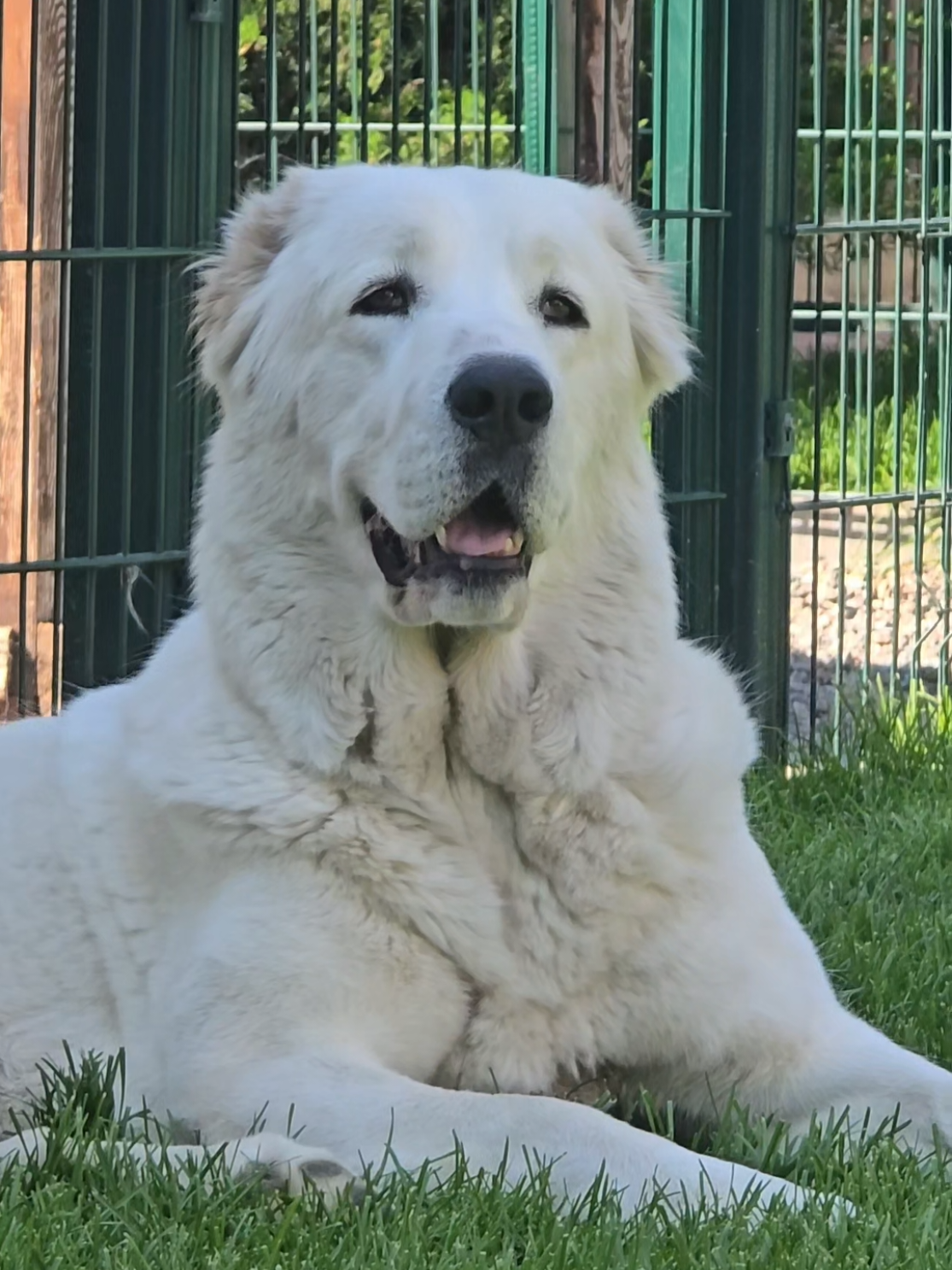 @ABELHAYATKENNEL