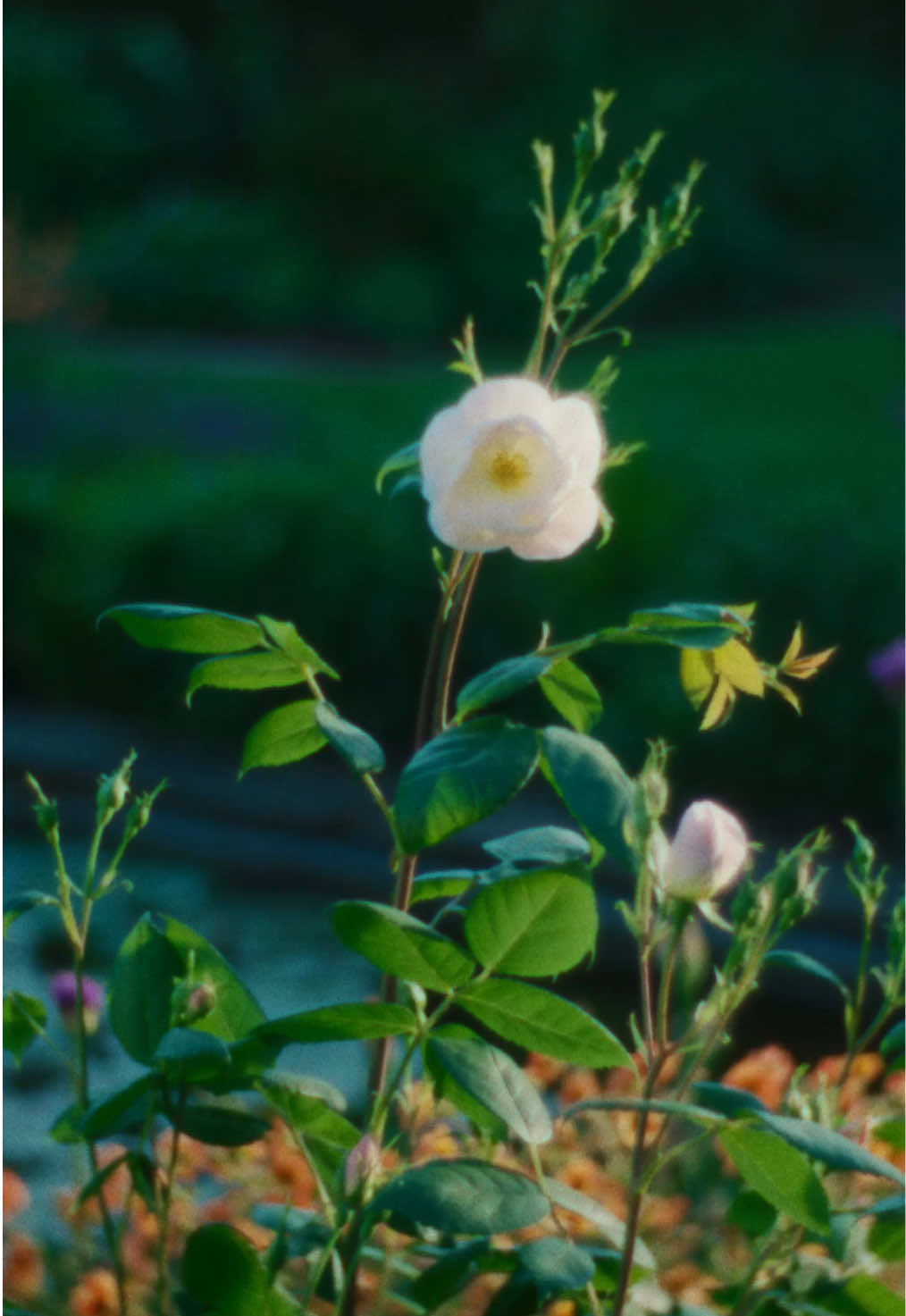 @David Austin Roses