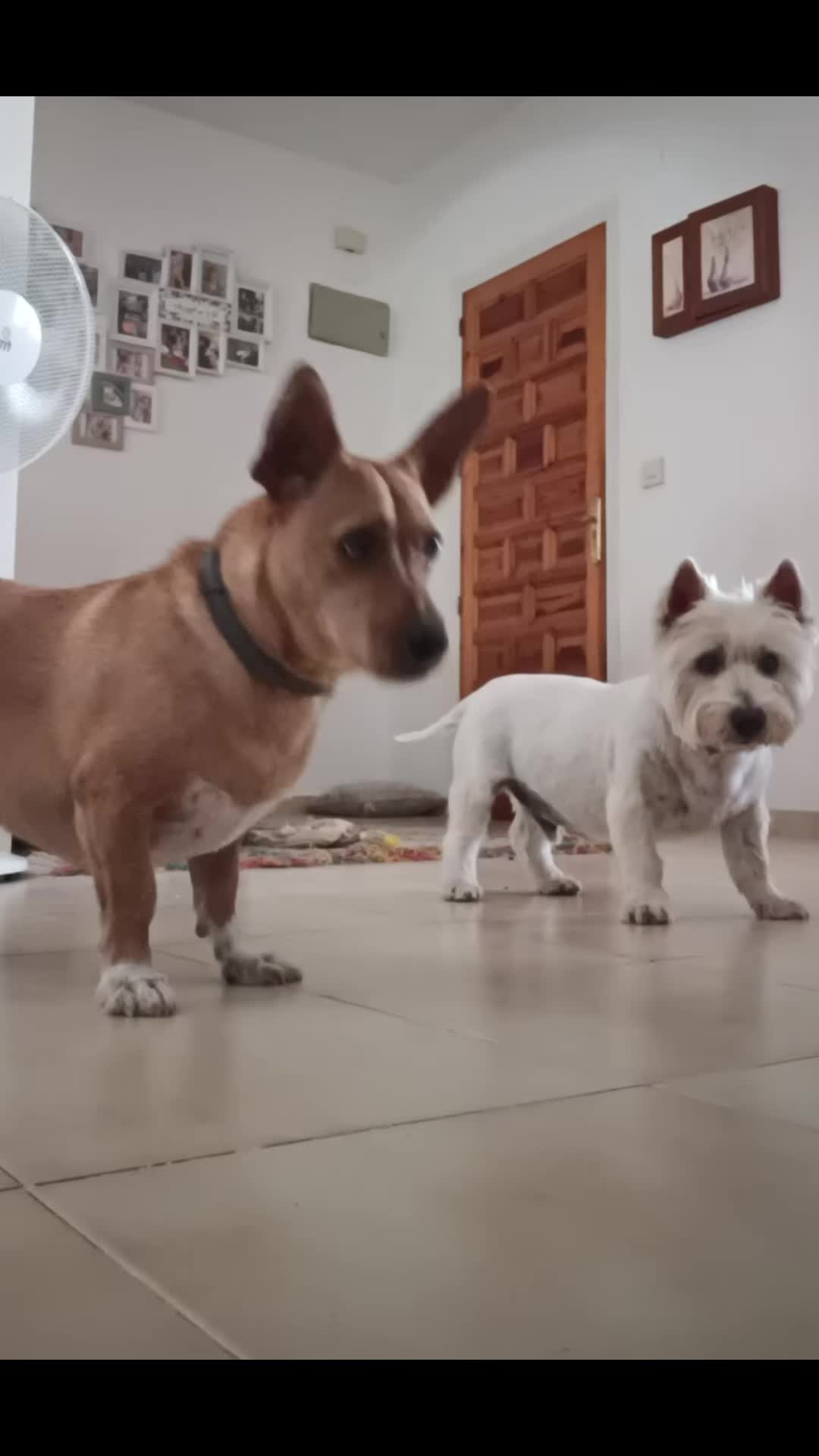 @RoyleDogWalking