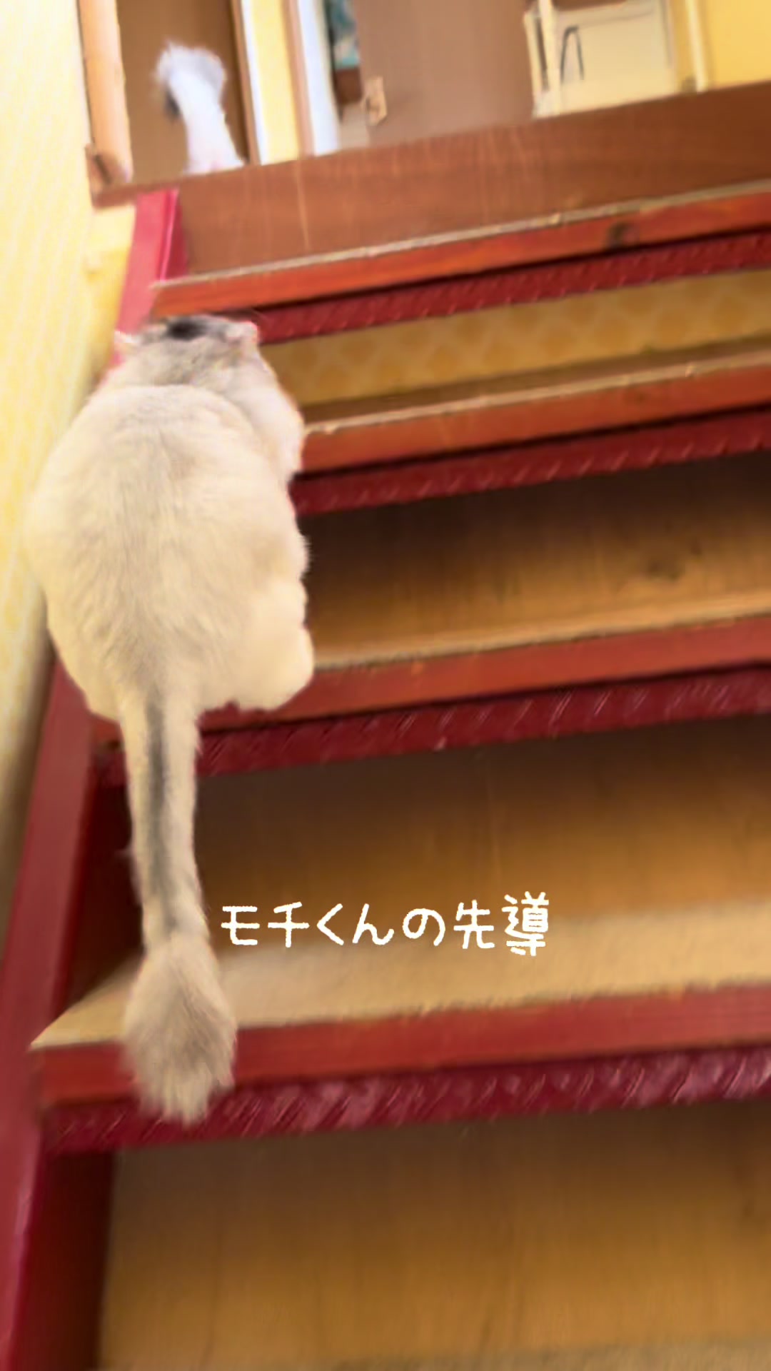 @ネコたまちゃんねる