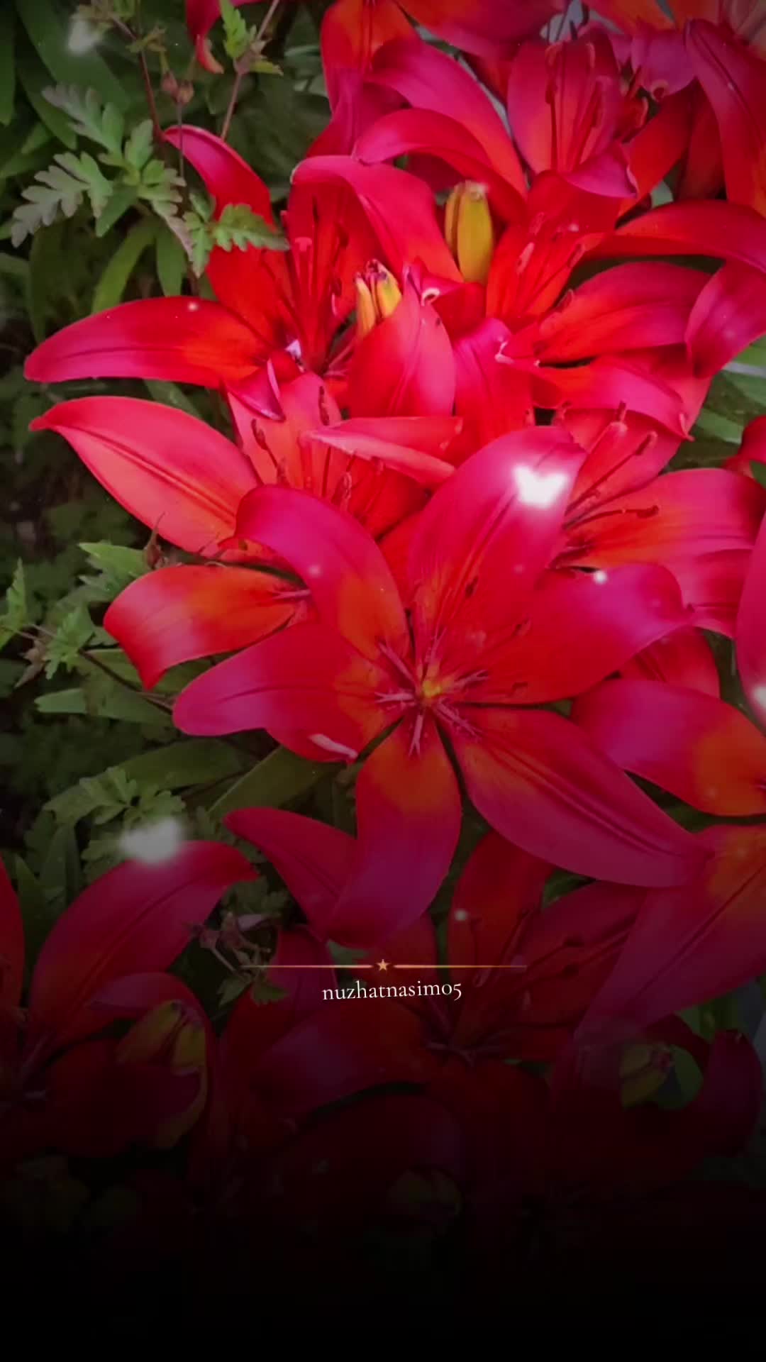 @Nuzhat Nasim 05