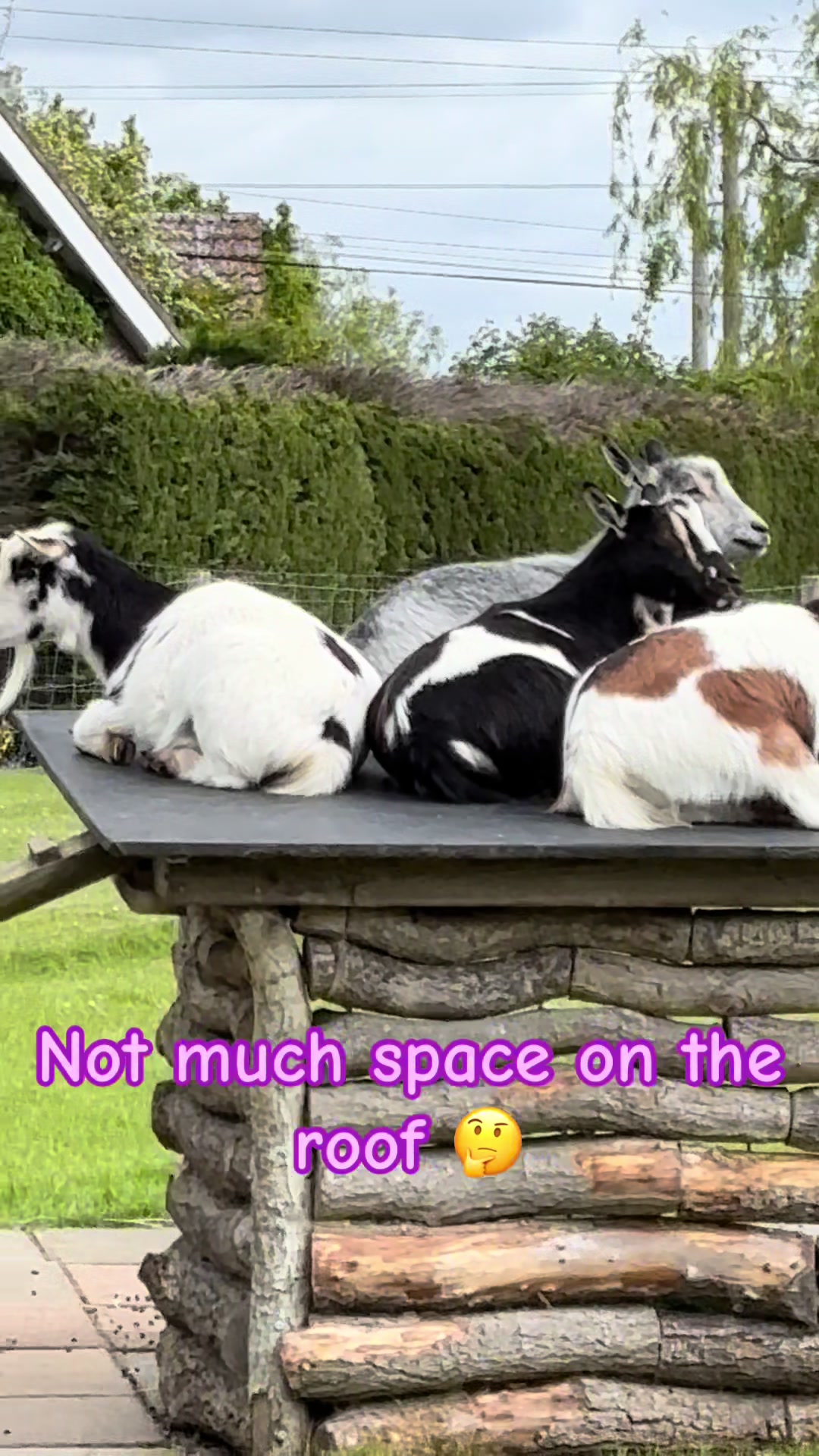 @GiddyAboutGoats