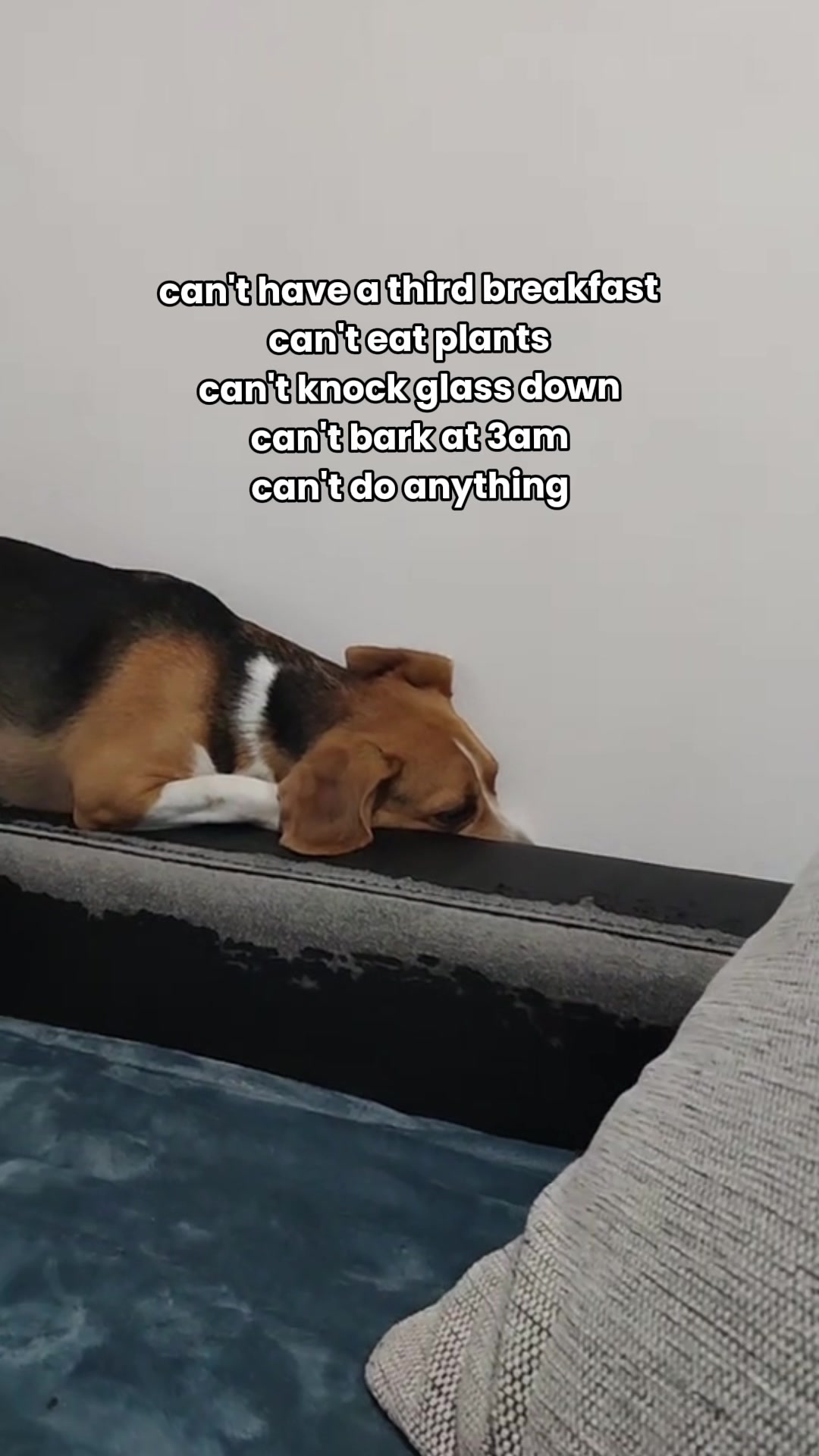 @Real Barks