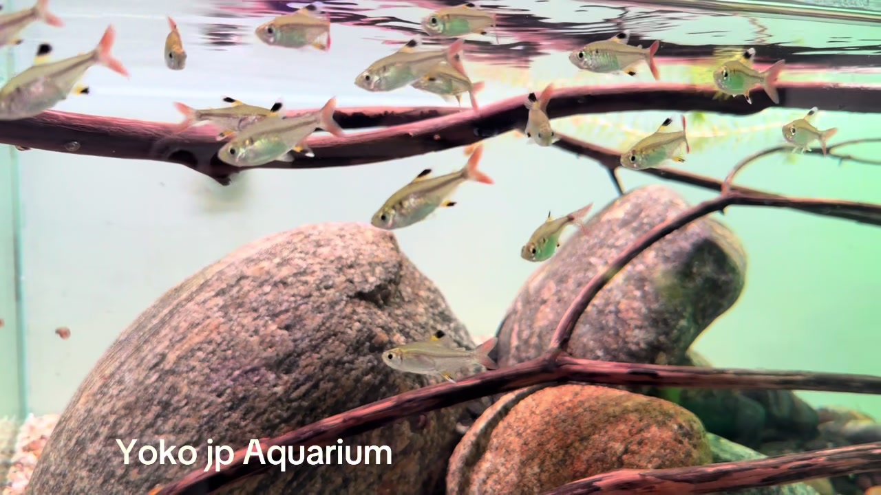@Yoko JP Aqurium