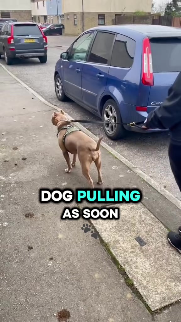 @SouthendDogTraining