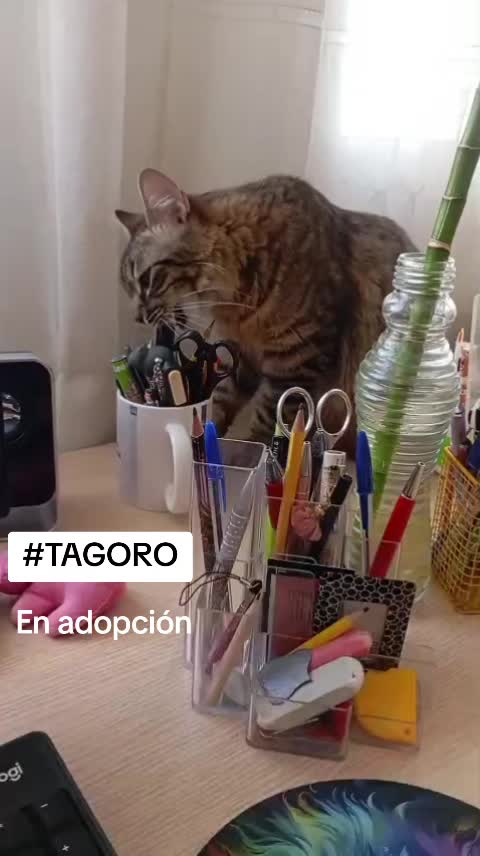 @SOS FELINA TENERIFE