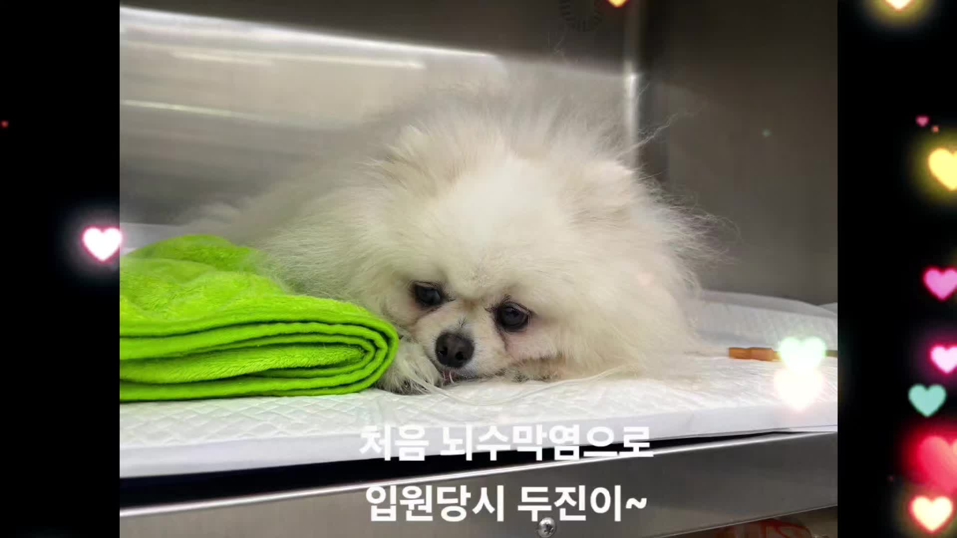 @두진이와두리 아빠