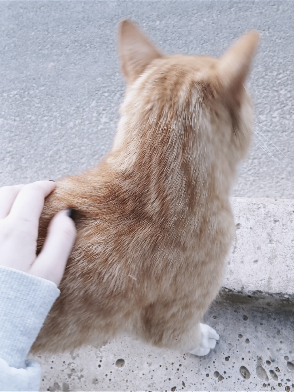 @꒰ᐢ. .ᐢ꒱ ryo