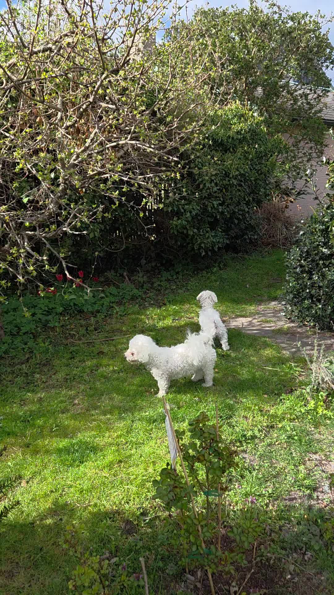 @TessiBichon