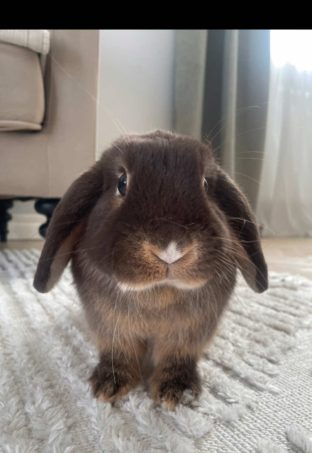 @Tiny bunny Arwen ✨