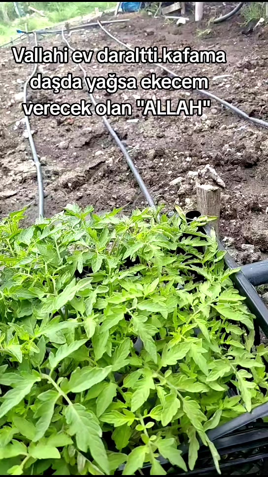 @K&ouml;ksal Zeliha
