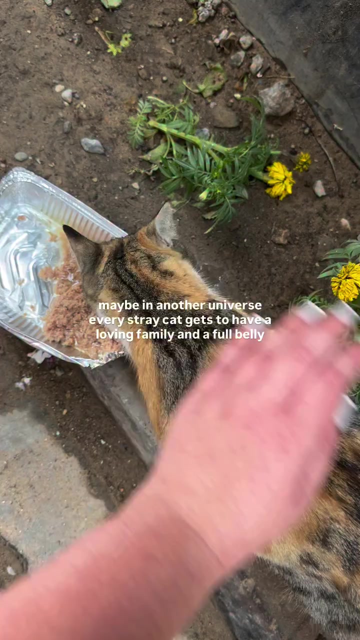 @united Stray haven