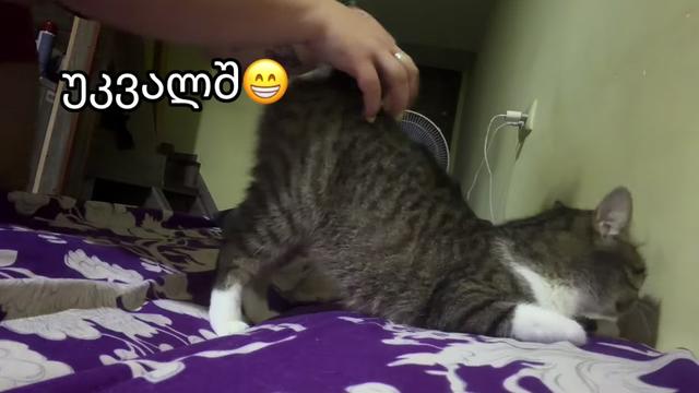 @Vฤra kurtanidze ๐ฆ