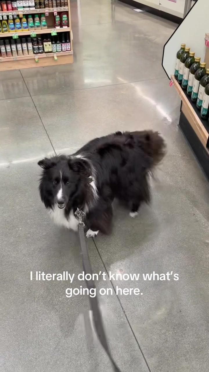 @beauthesheltie