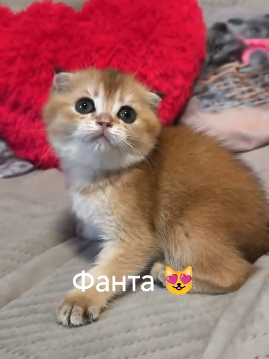 @Кошенята шотландські 😻