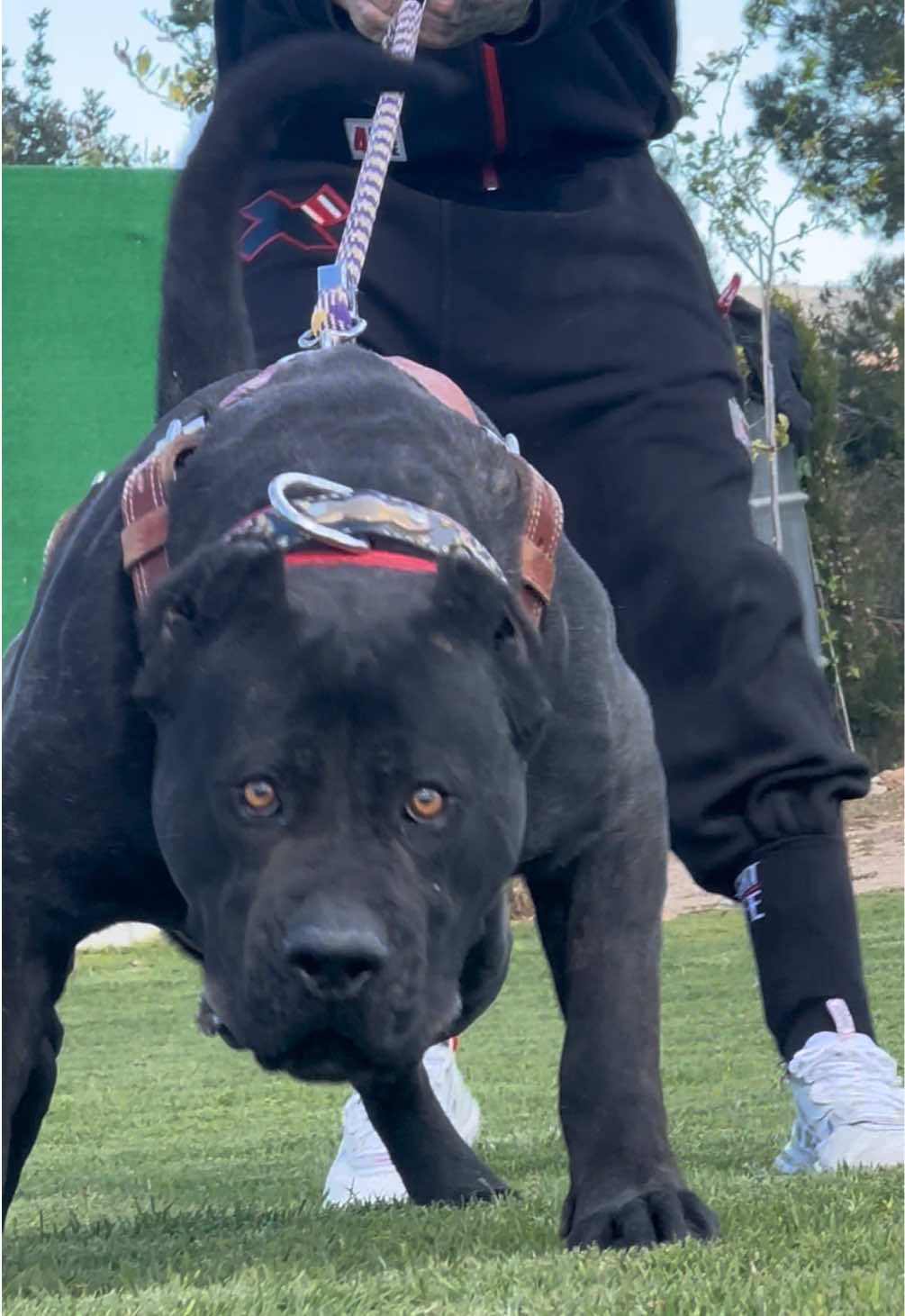 @Alberto Presa Canario Sanz