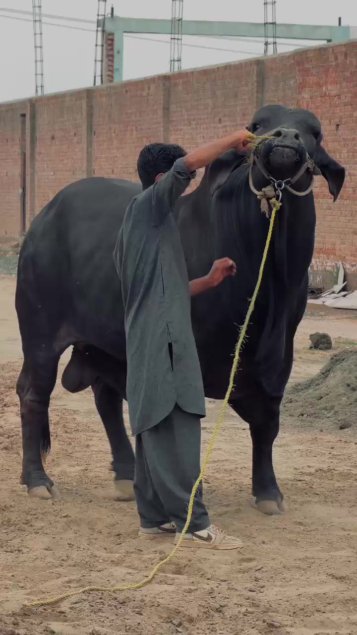 @Cow lovers ❤️