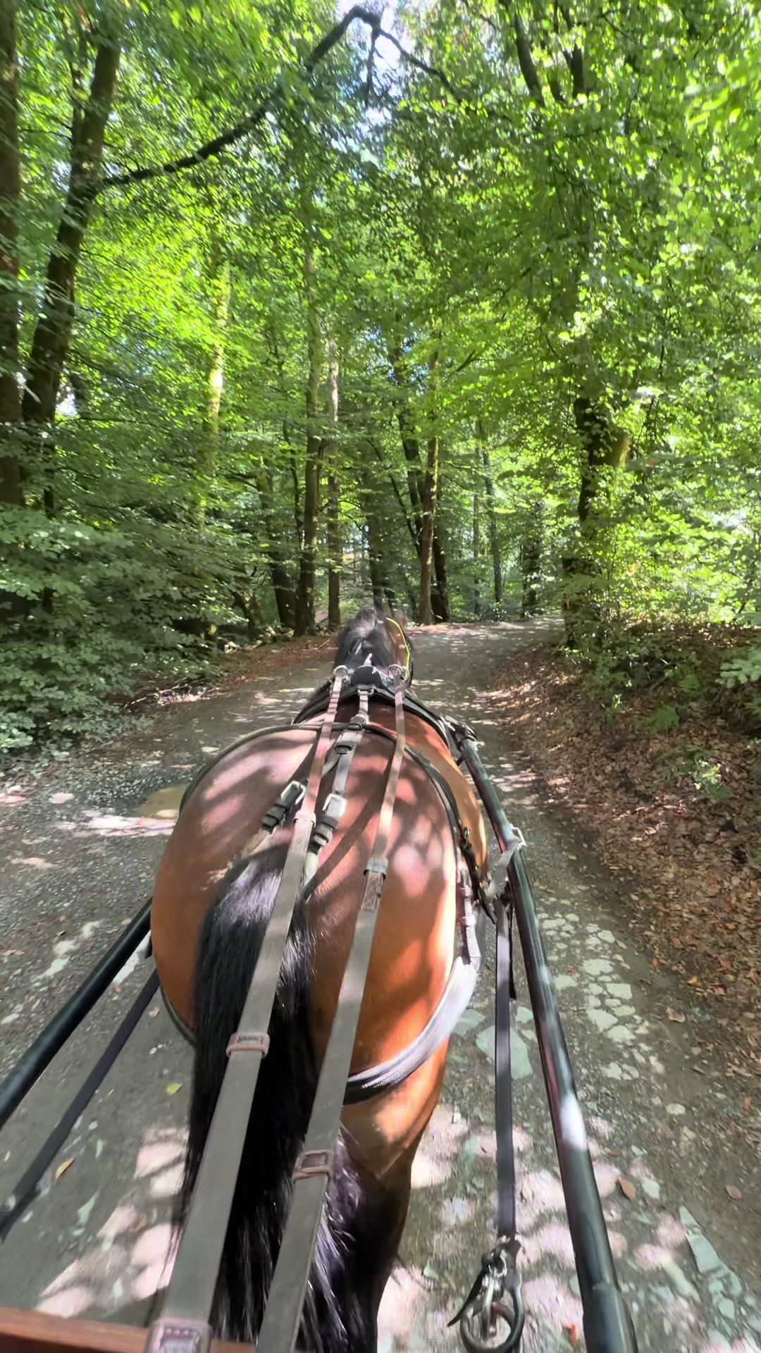 @Dartmoor Carriages