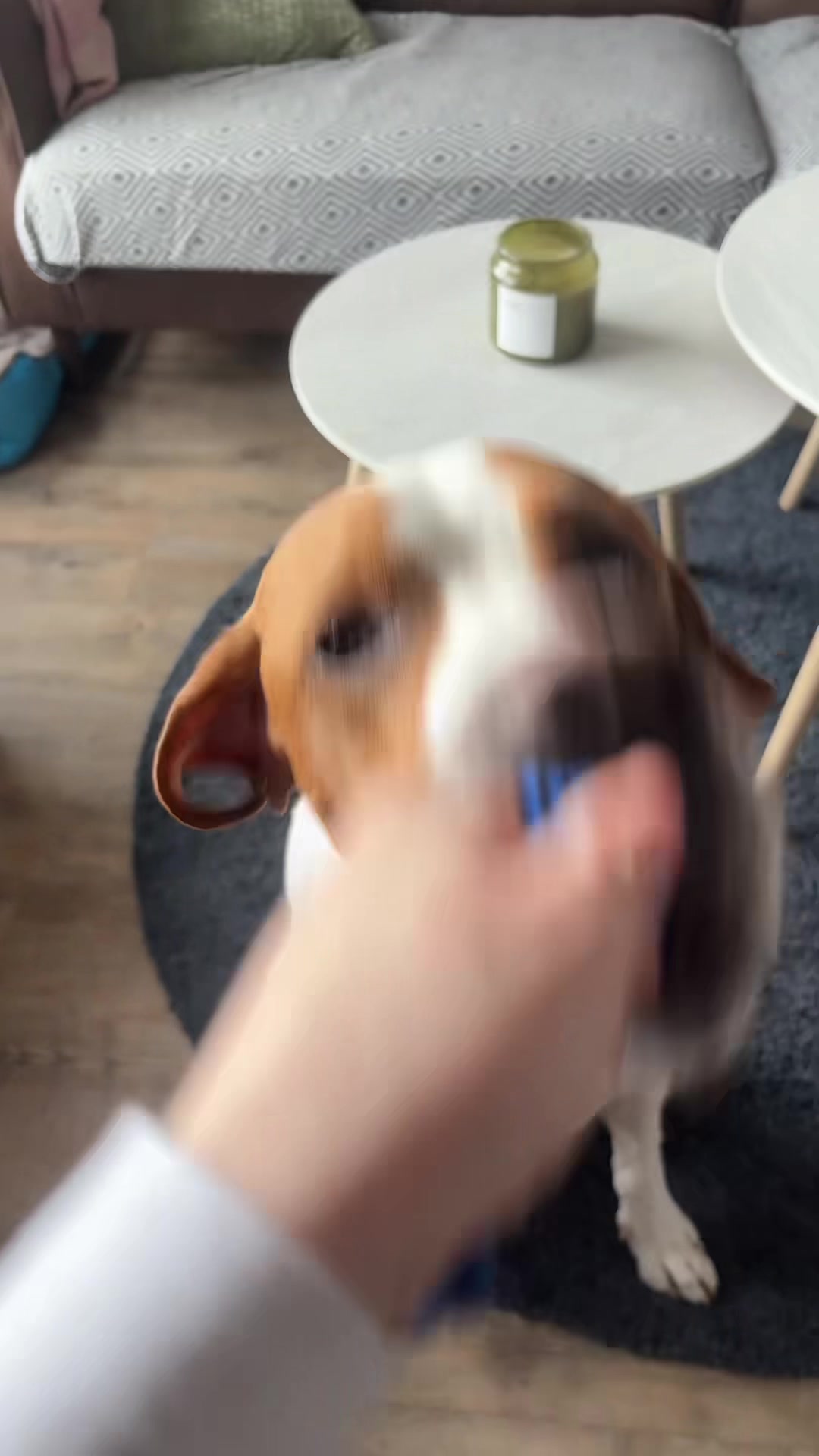 @Don the dog 🇳🇴