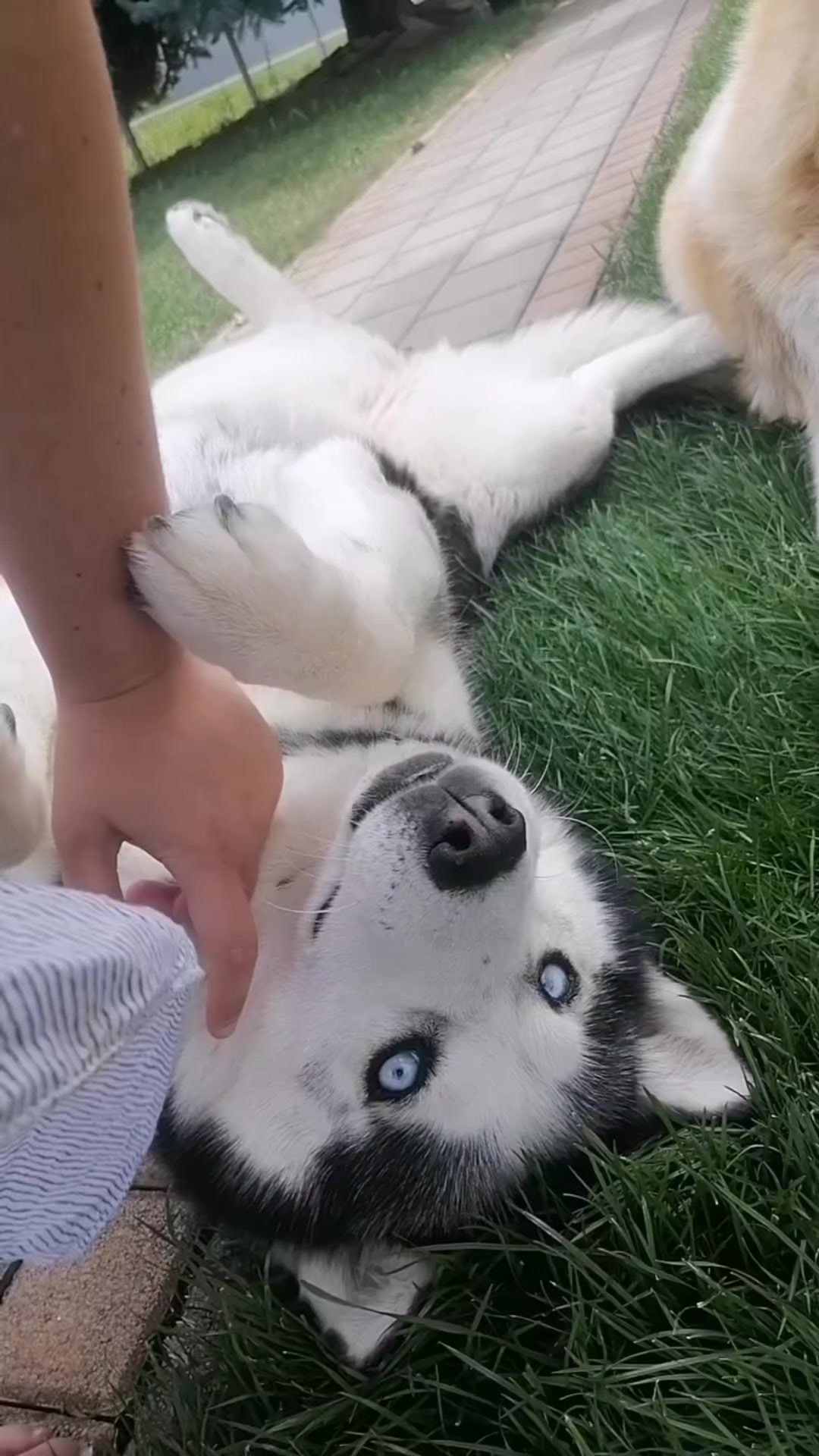 @Marianni and her husky dogs