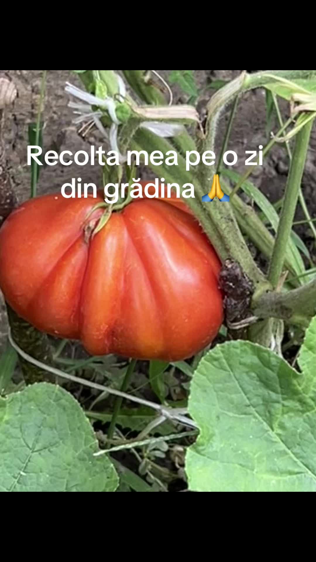 @Mirela