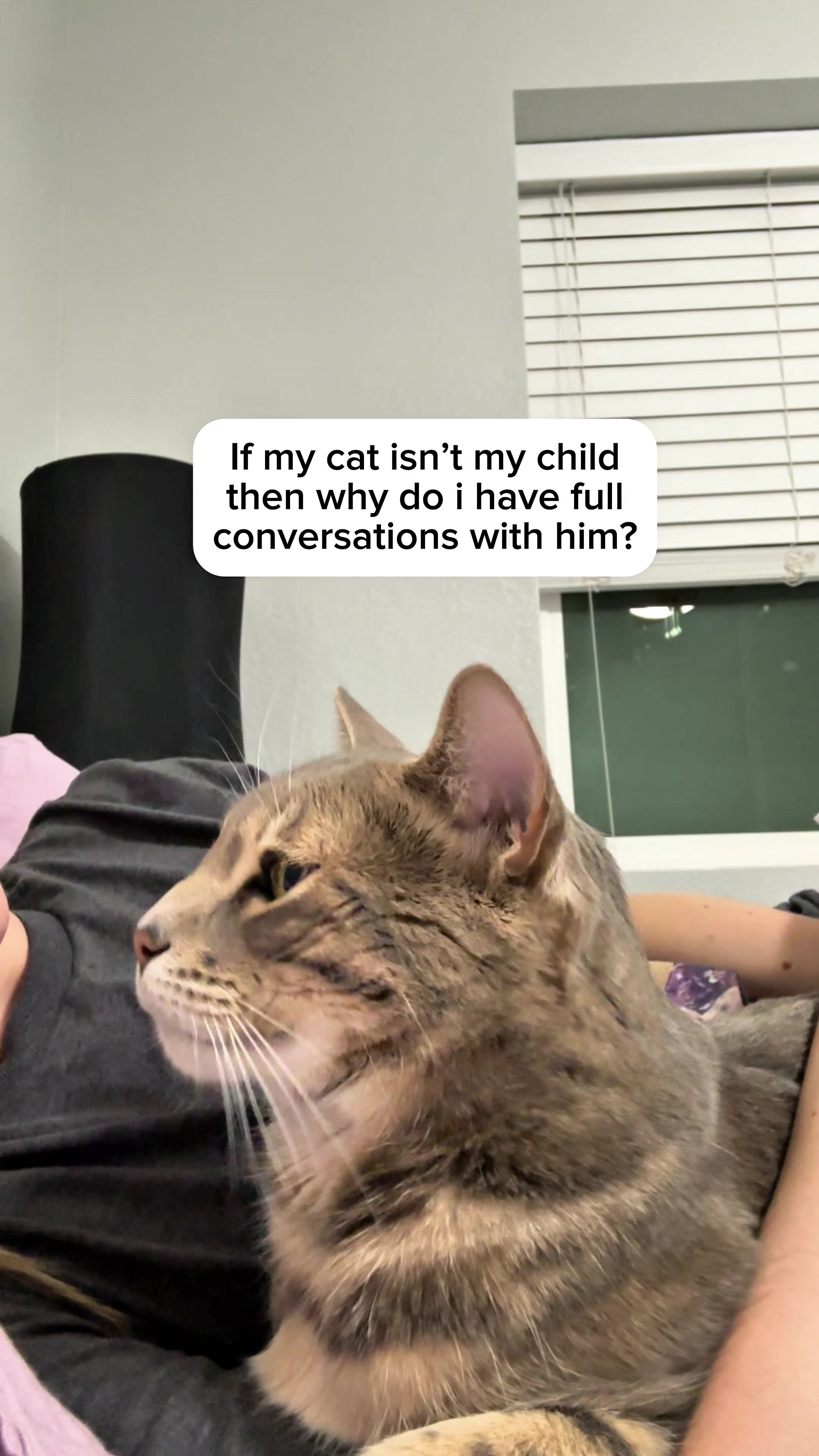 @Mochi the Bengal