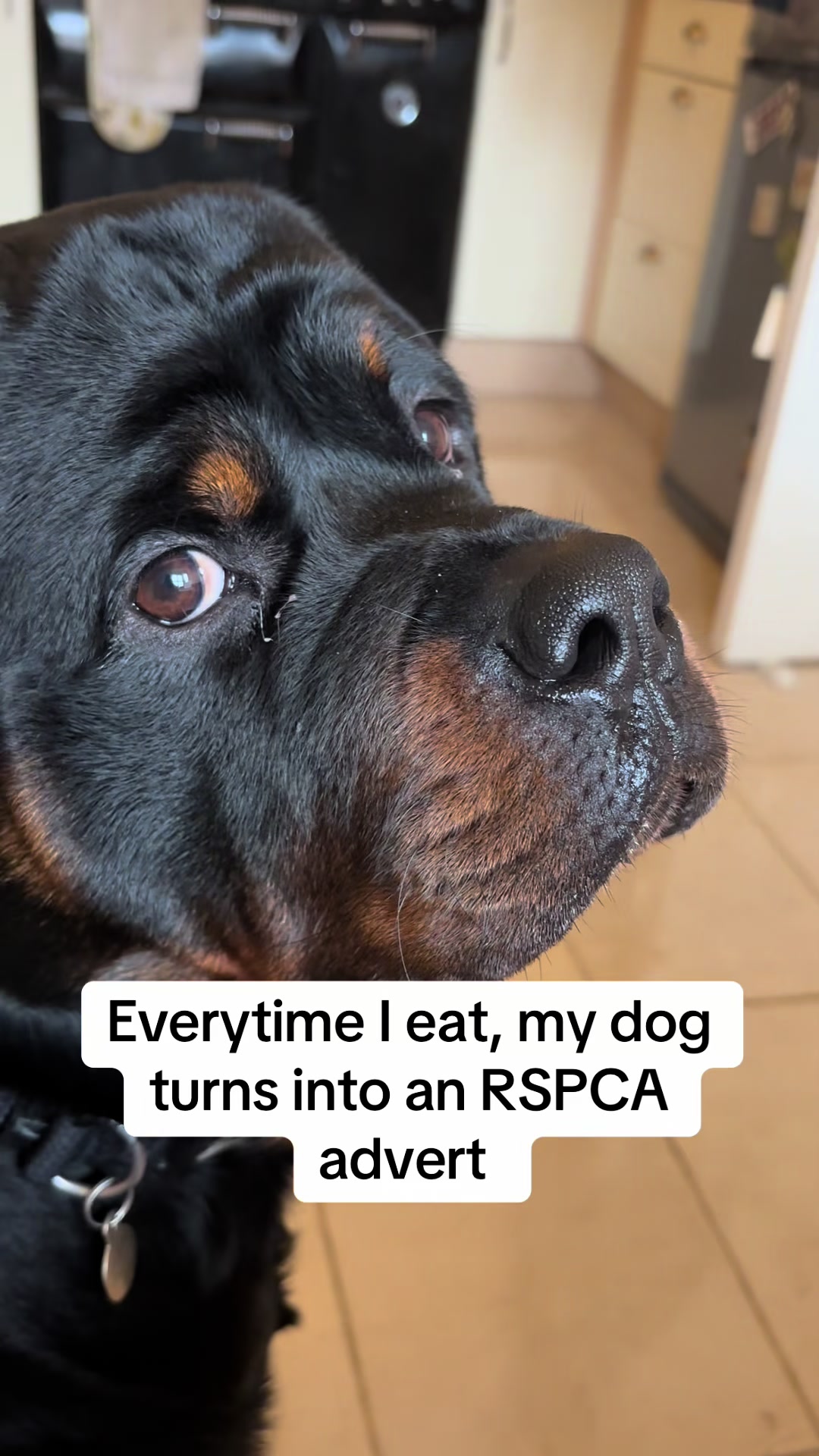 @Marie & Rico the Rottie