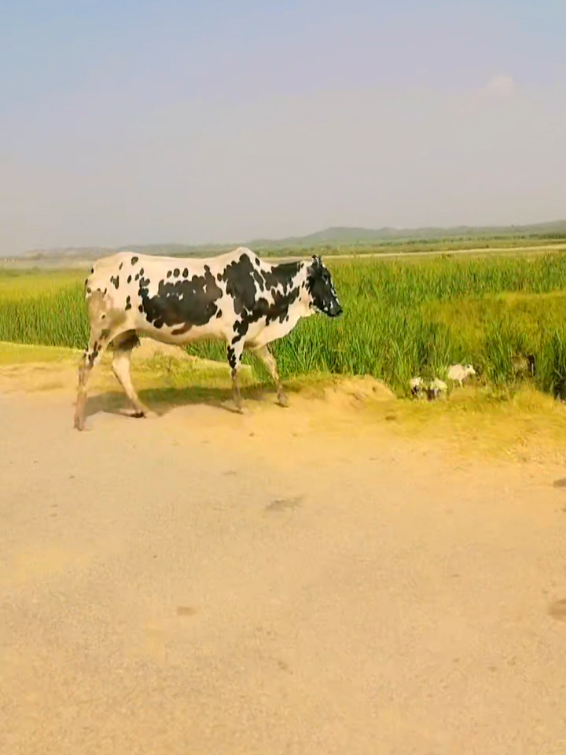 @Malik Faisal804🇵🇰