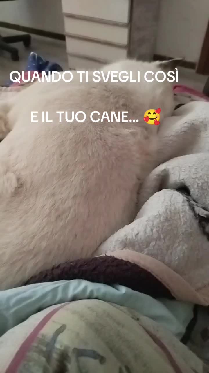 @ho.adottato.un.canesordo