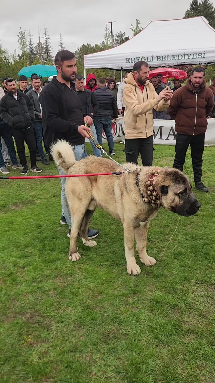 @&Ouml;zkan Kaya