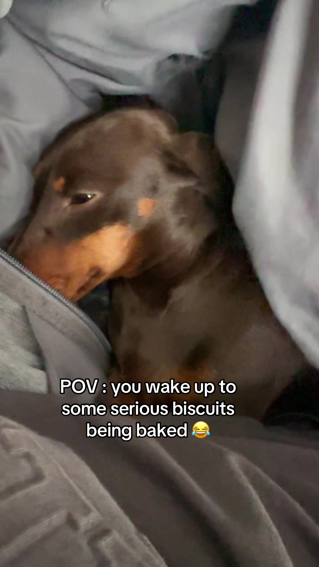 @ciciolive_mini_weiners