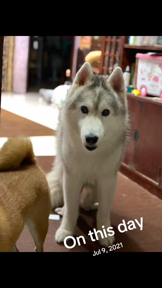 @Hachi Family 🐶🐕🦊