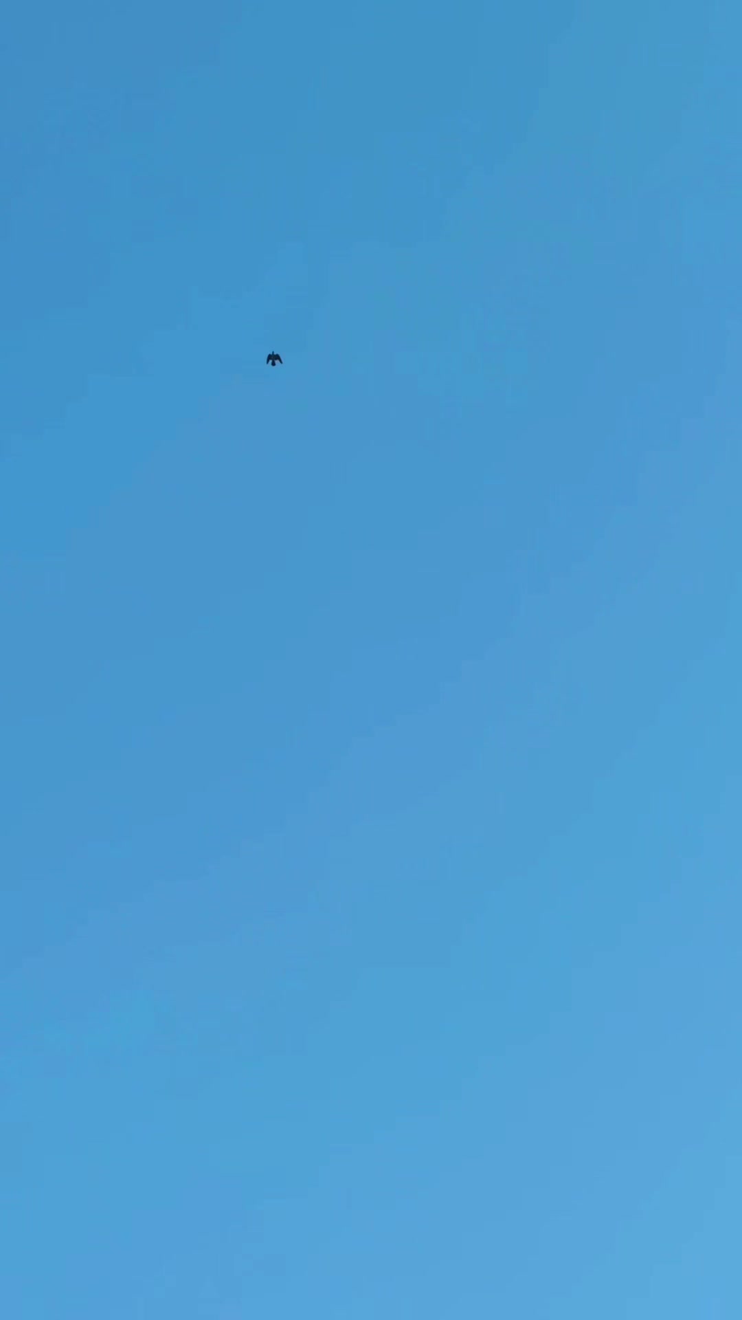 @DKB🇵🇰ĦighFlyerPigeonClub 🕊️