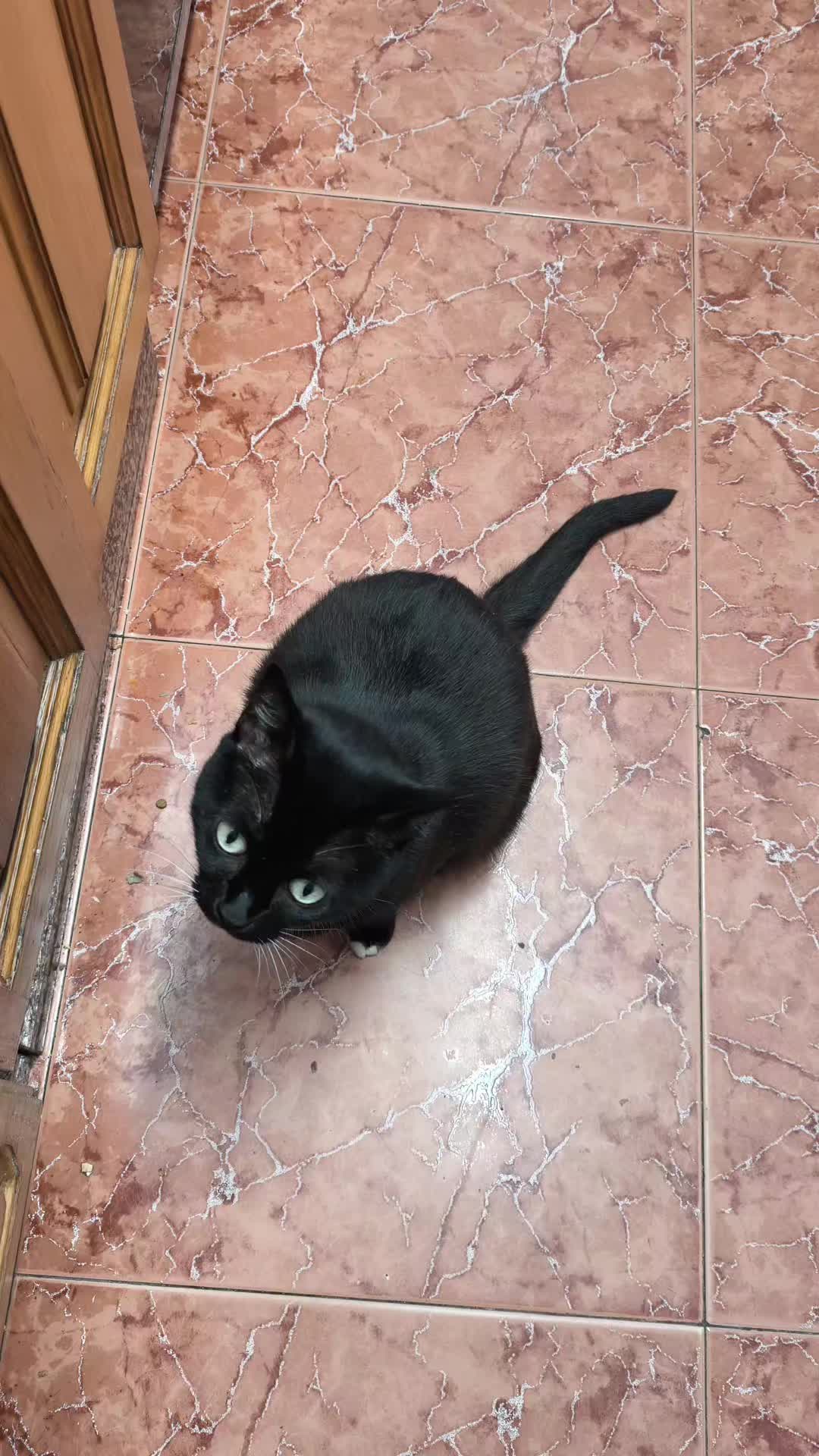 @La loca de los gatos