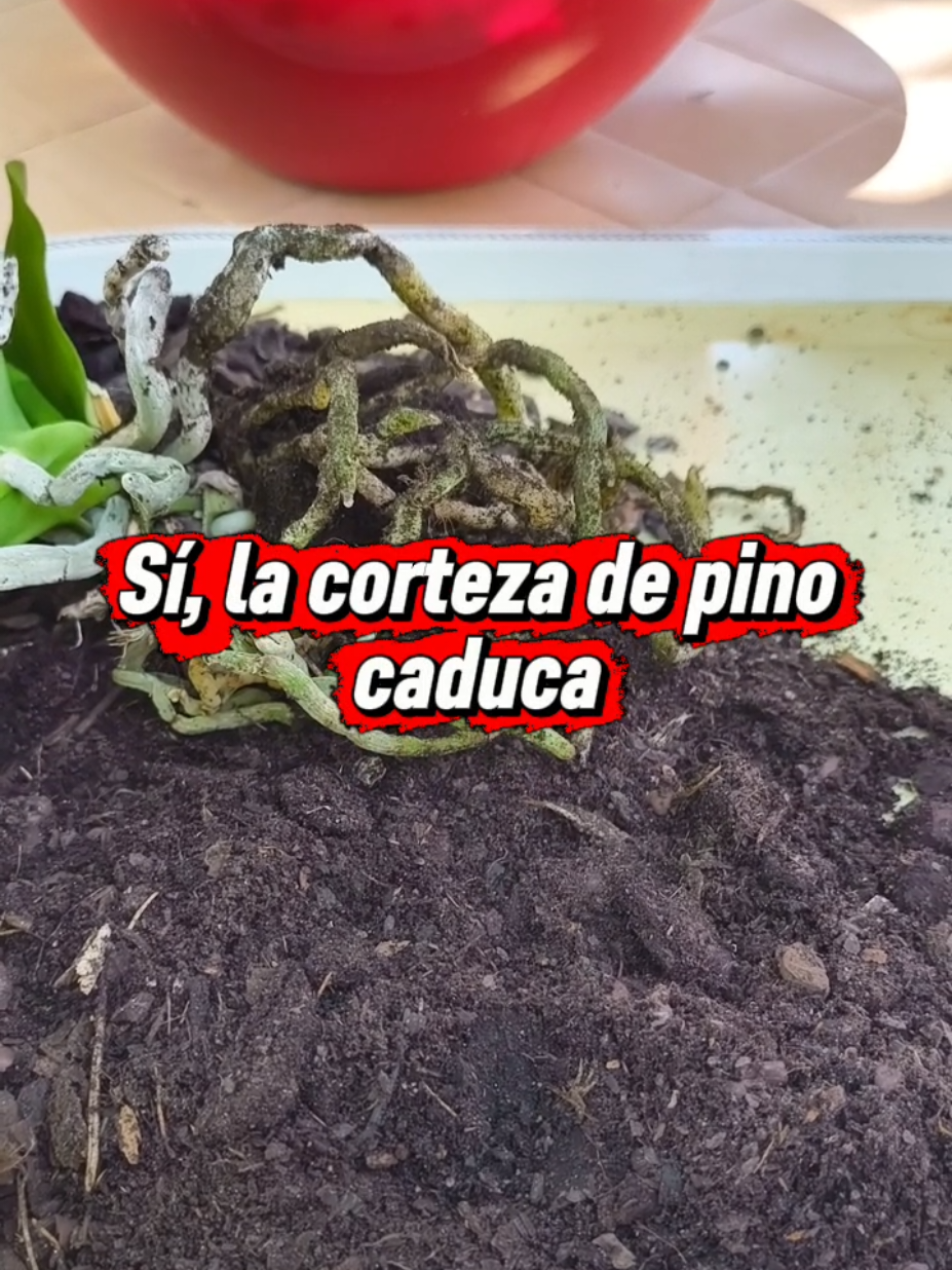 @๐ด๐ P๐๐๐๐๐๐๐๐๐๐