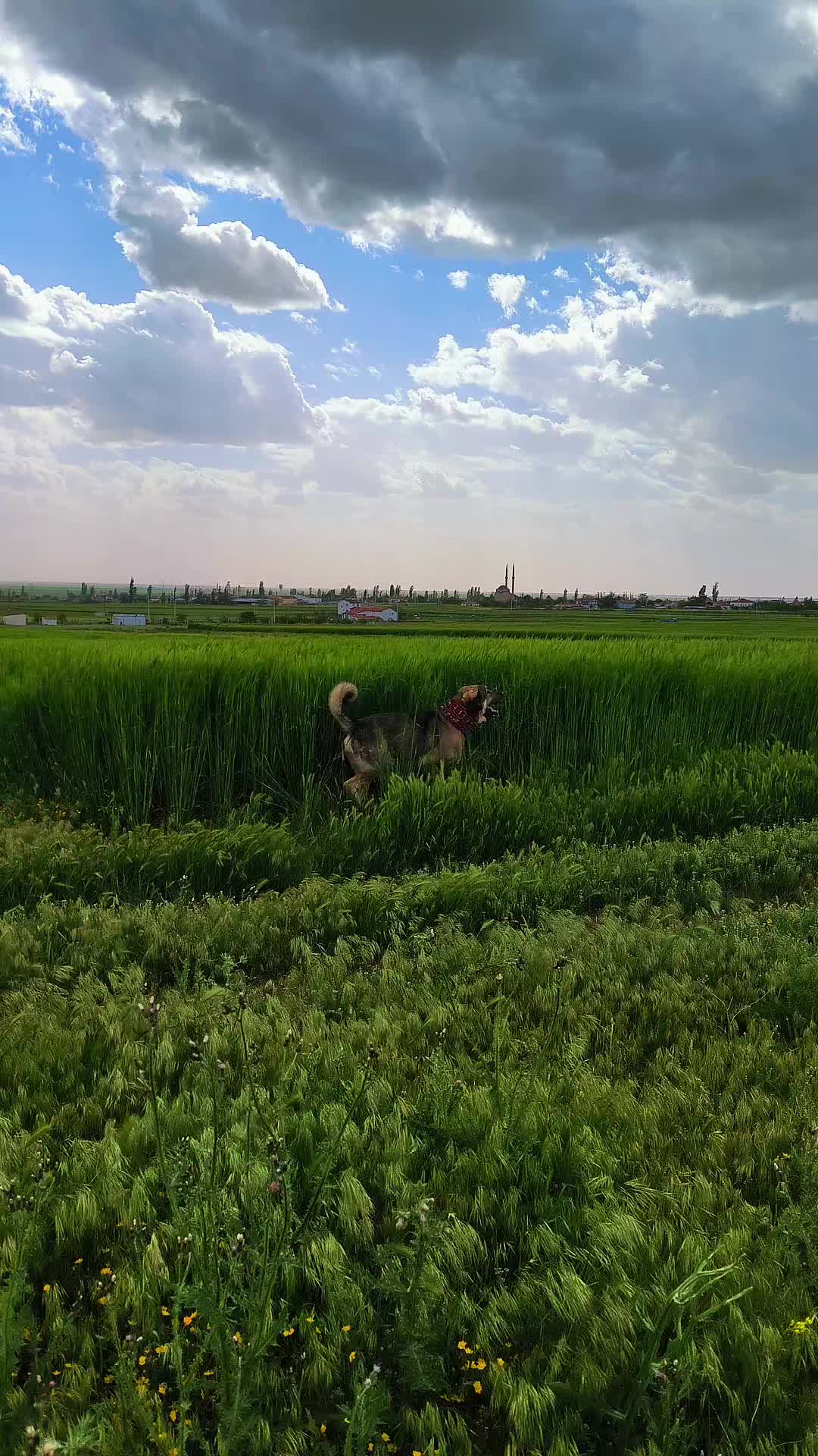 @🔗Aslan🕊️&Ouml;zt&uuml;rk🔗
