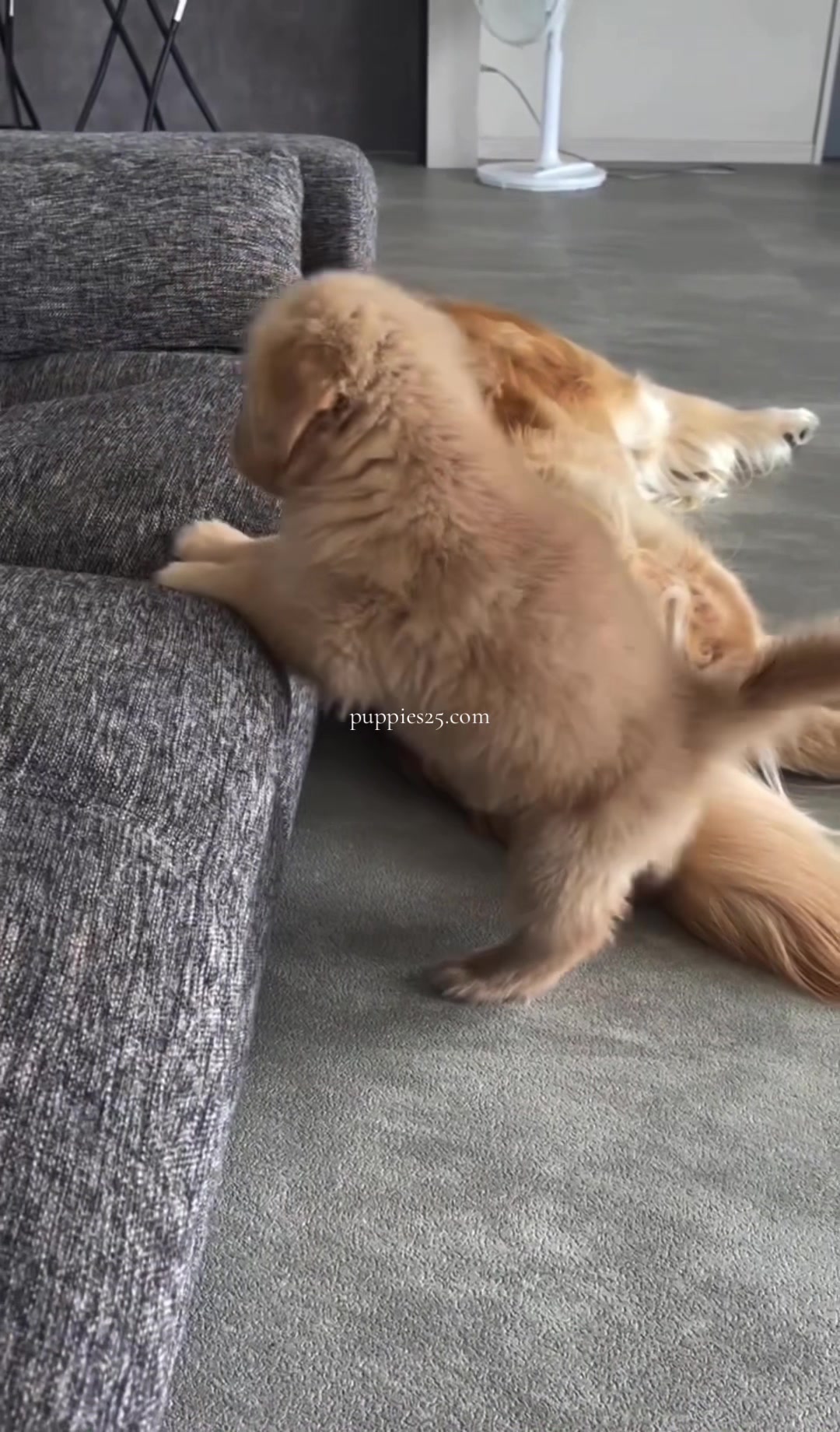 @PUPPIES25•COM