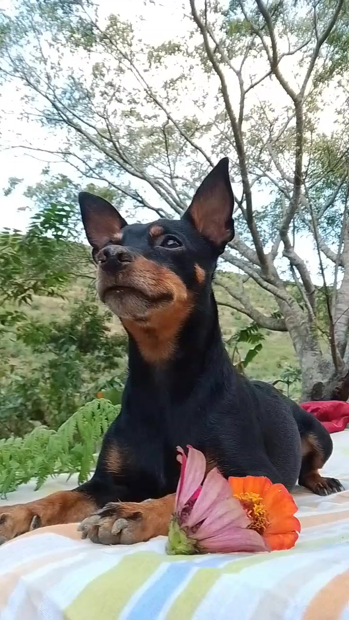 @🩷Tetê e suas pinschers🩷