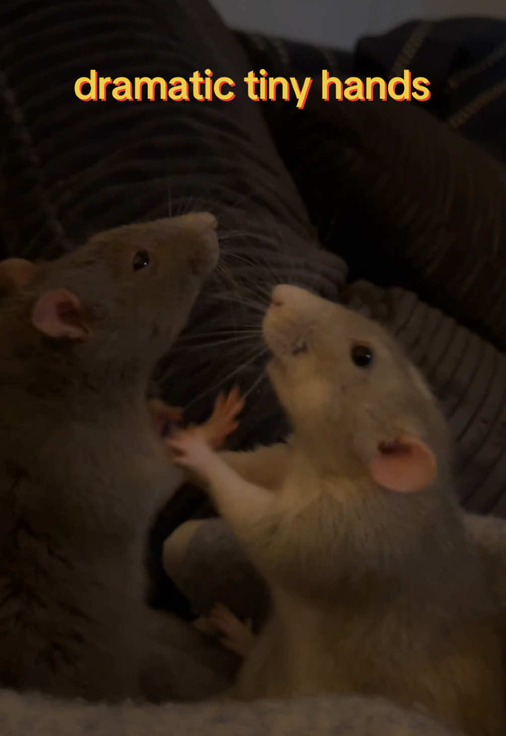 @Roxy’s rats