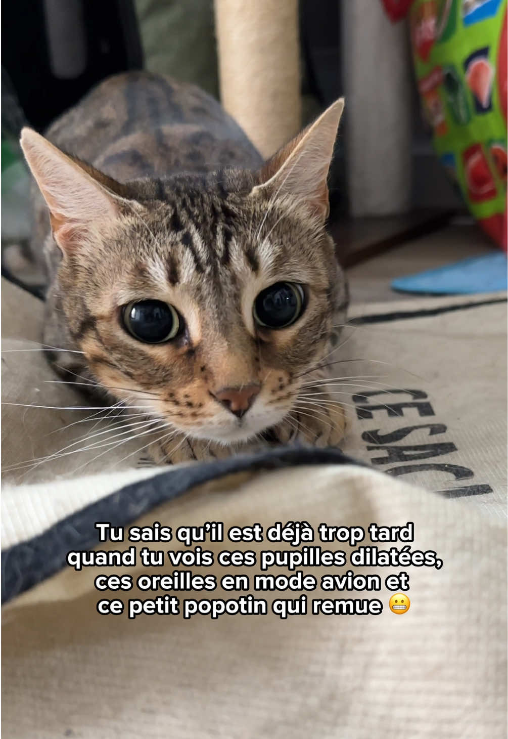 @Ricki the Bengal