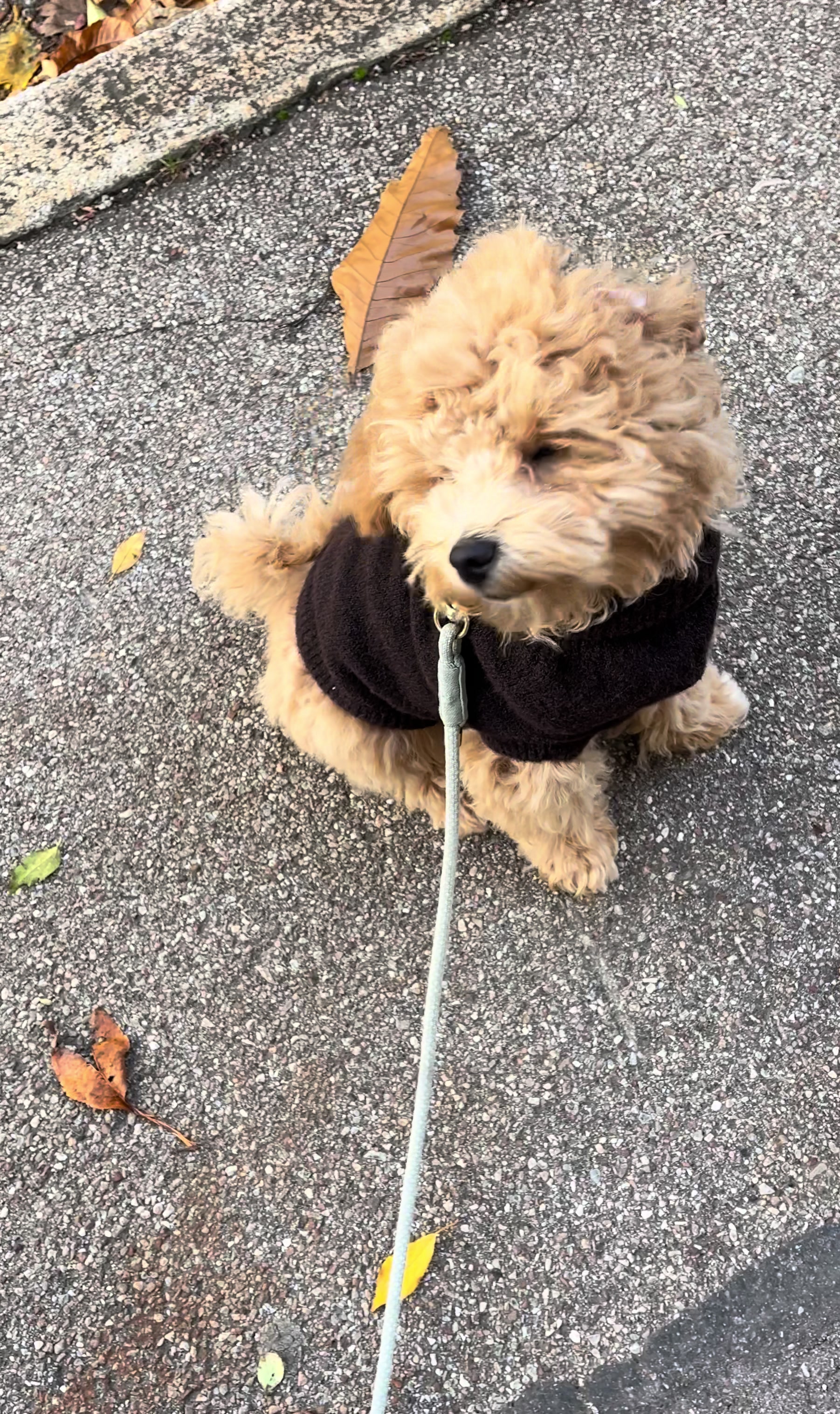 @dinothemaltipoo