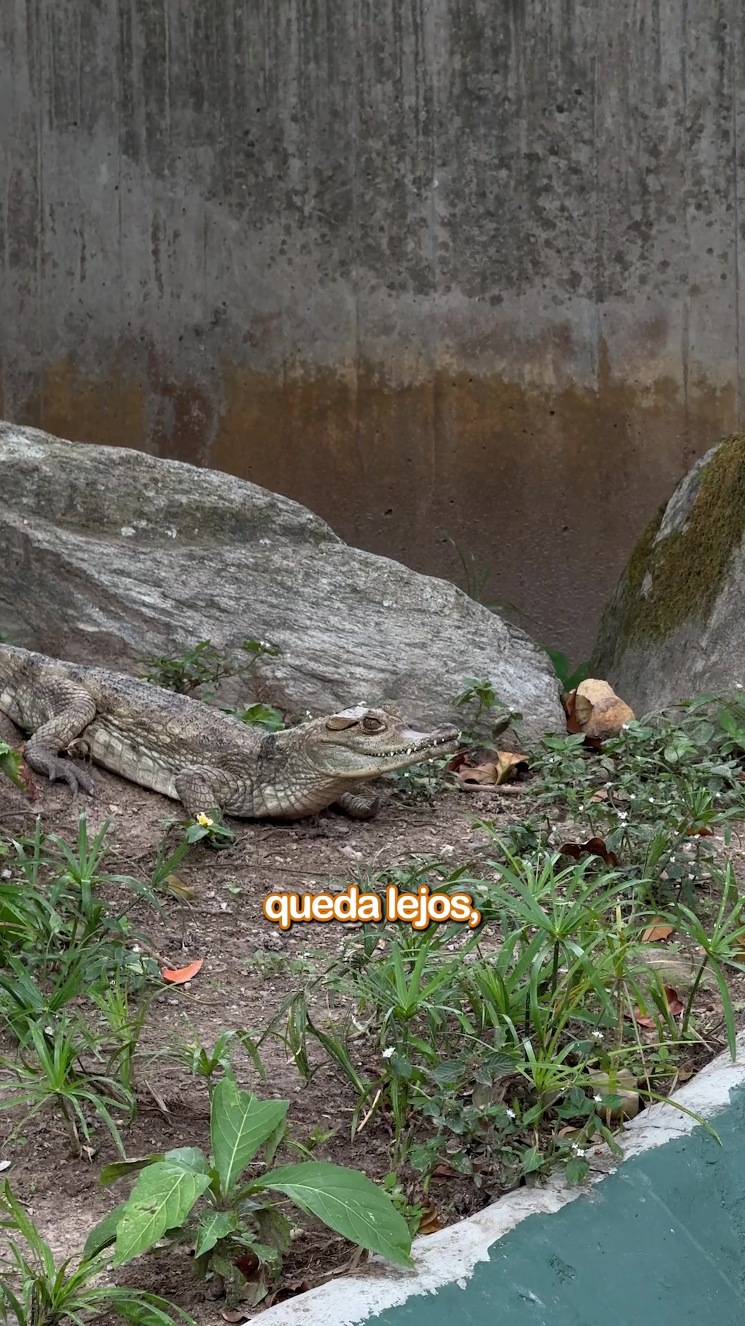 @Sebastian Vielma